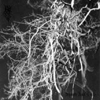 Dead Raven Choir : Sheath and Knife